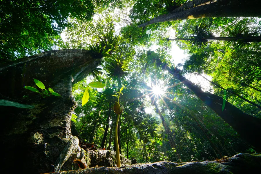 Rainforests are incredibly important for humans and our ...