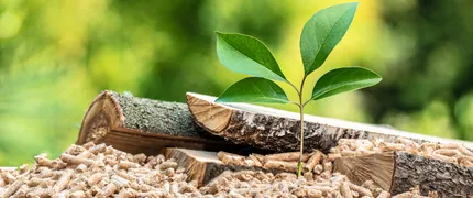 Biomass and renewable energy