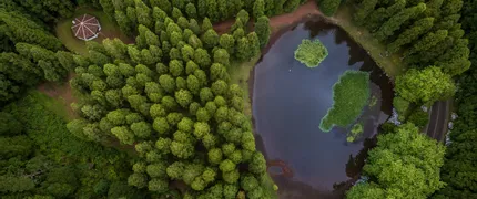 Gestão Florestal Sustentável