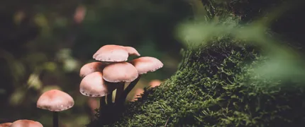 Revisões Normativas à NP 4406