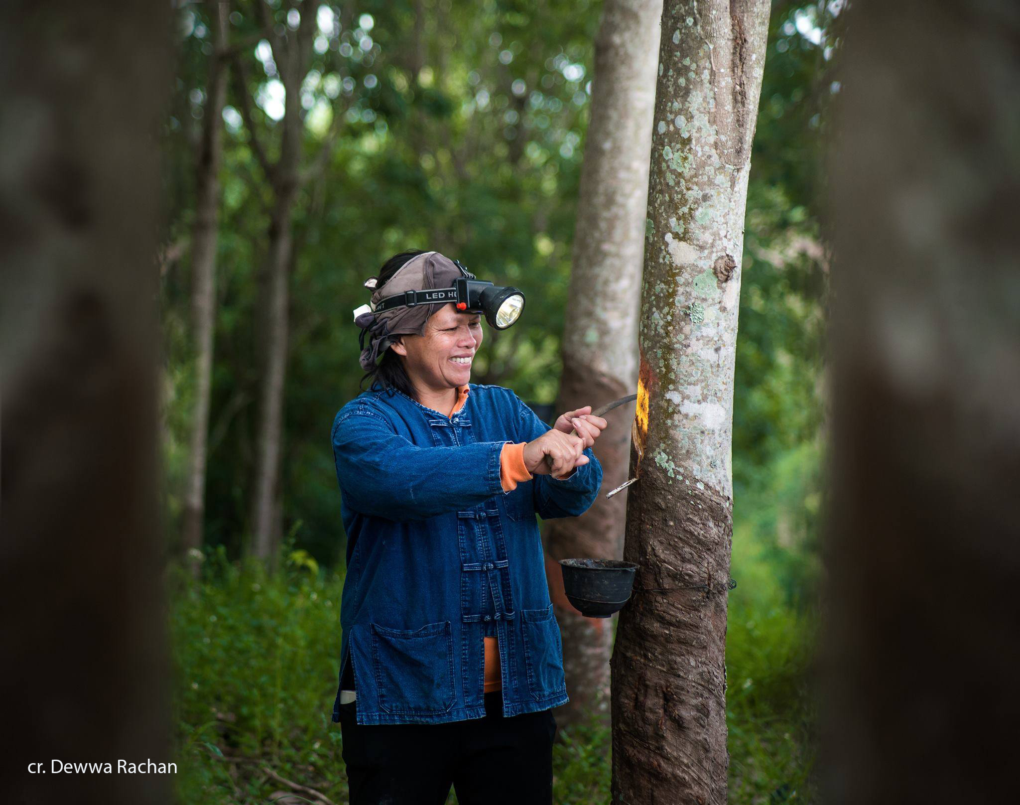 Rubber Tree  Rainforest Alliance