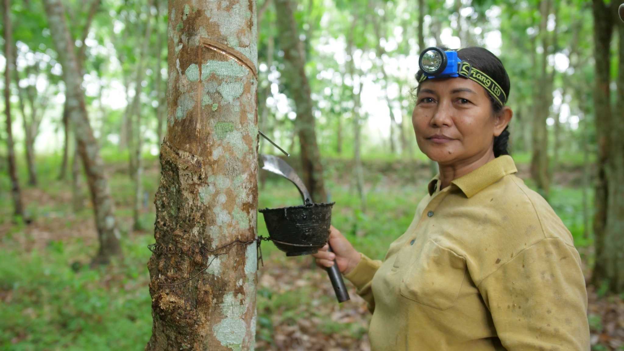 Cultivating Rubber Trees for Natural Latex - Tree Plantation